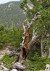 Twisted tree